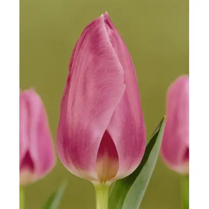 Saint Petersburg / Саинт Пэтэрсбург