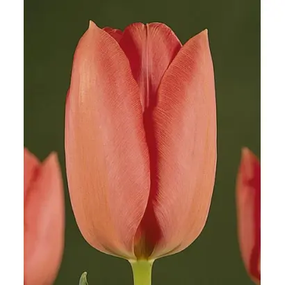 SakГ© / СакГ©