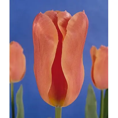 Salmon Jewel / Салмон Еwэл