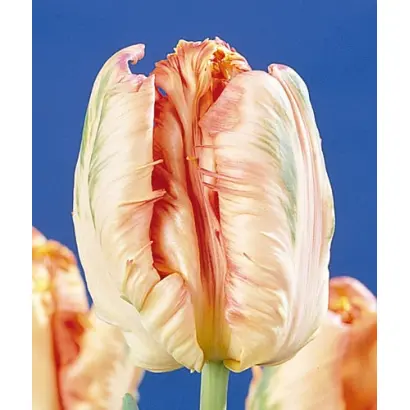 Salmon Parrot / Салмон Паррот