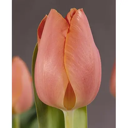 Salmon Pearl / Салмон Пэарл