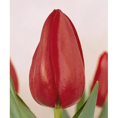 Samson / Самсон