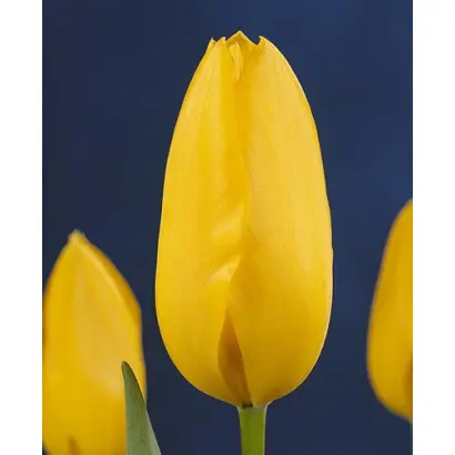 Sancerre / Санцэррэ