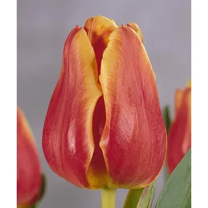 Sandeman / Сандэман