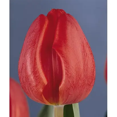 Santpoort's Glory / Сантпоорт'с Глорь