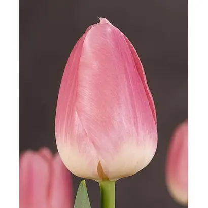 Sauternes / Саутэрнэс