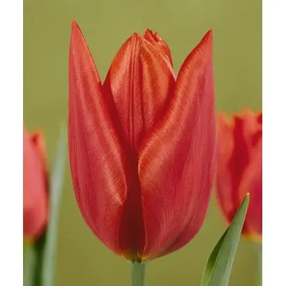 Savannah / Саваннаh