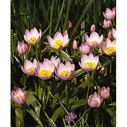 saxatilis / саxатилис