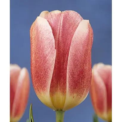 Scandinavia / Сцандинавиа