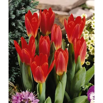 Scarlet Baby / Сцарлэт Бабь