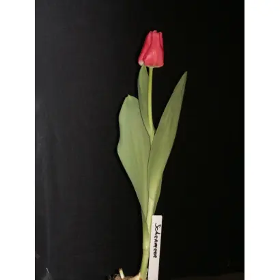 Schermeer / Счэрмээр