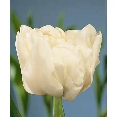 Schoonoord / Счооноорд