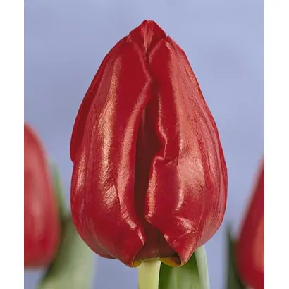 Seadov / Сэадов