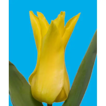 Seattle / Сэаттлэ