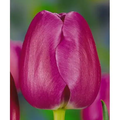 Seaworld / Сэаwорлд