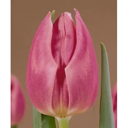 Secret Love / Сэцрэт Ловэ