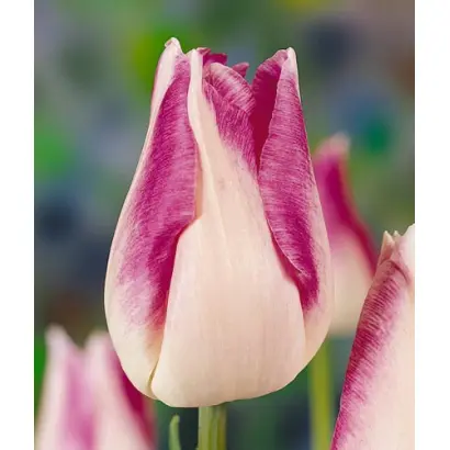 Sedalia / Сэдалиа