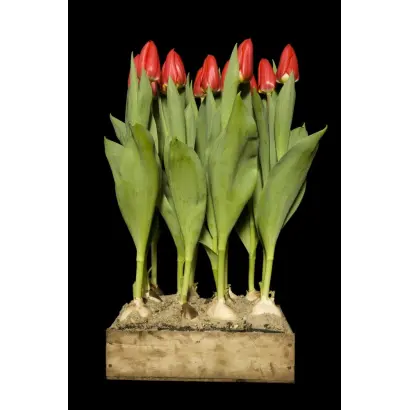 Serket / Сэркэт