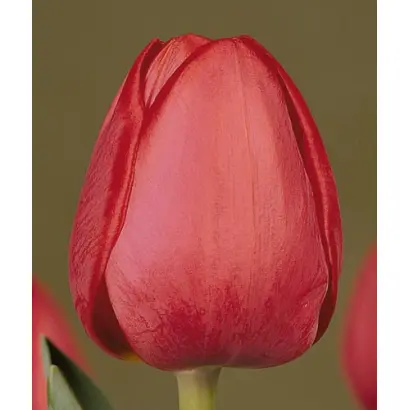 Sevilla / Сэвилла