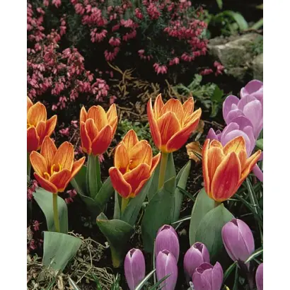 Shakespeare / Шакэспэарэ