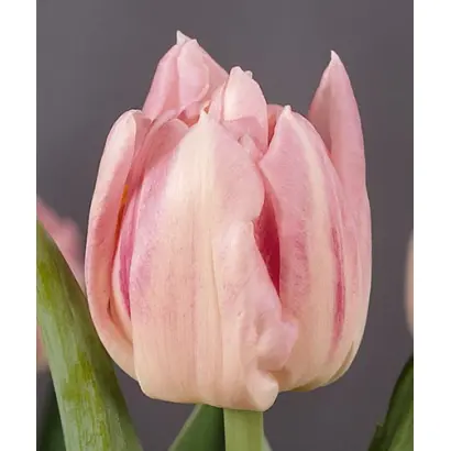 Shannon / Шаннон