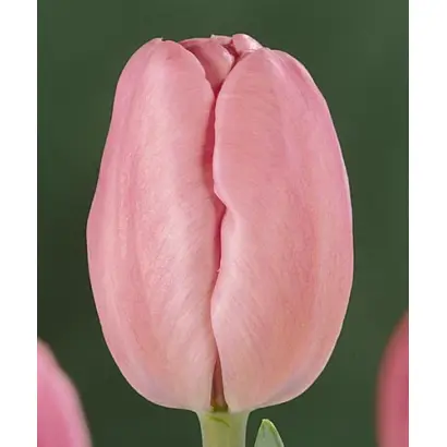 Sherwood Gardens / Шэрwоод Гардэнс