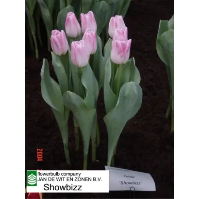 Showbizz / Шоwбизз