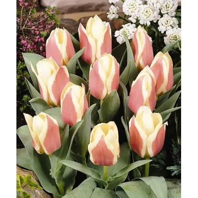 Showtime / Шоwтимэ