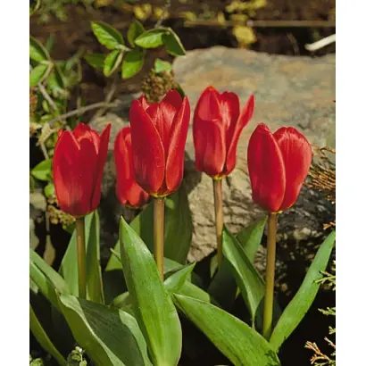 Showwinner / Шоwwиннэр