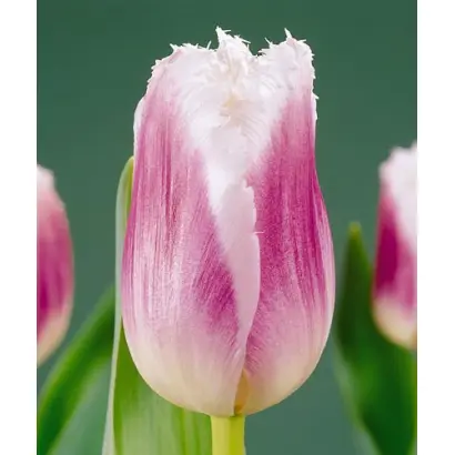 SiГ«sta / СиГ«ста