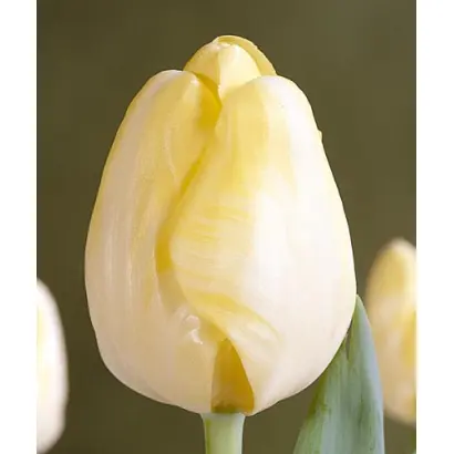 Silent Peace / Силэнт Пэацэ