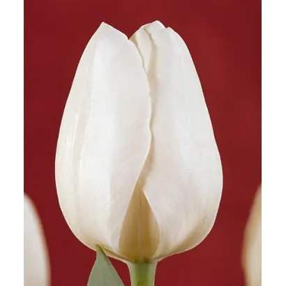 Silentia / Силэнтиа