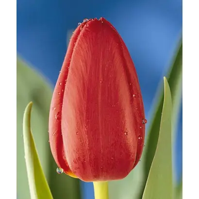 Silvano / Силвано