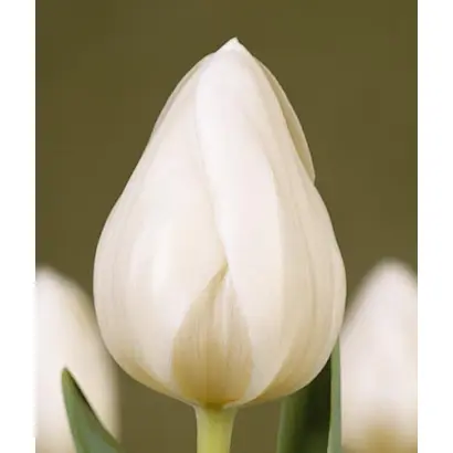 Silver Dollar / Силвэр Доллар