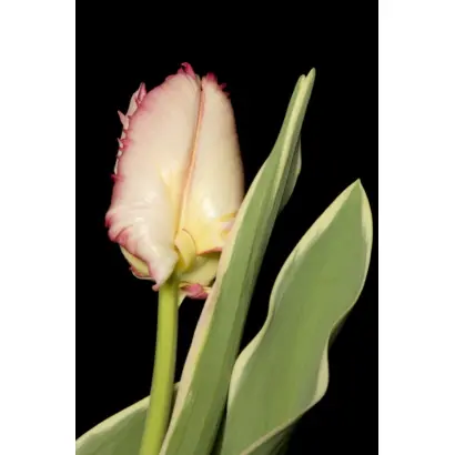 Silver Parrot Design / Силвэр Паррот Дэсигн