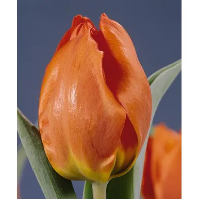 Sint Maarten / Синт Маартэн