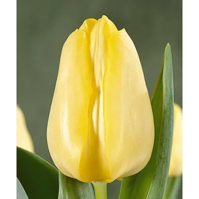 Sint Pancras / Синт Панцрас