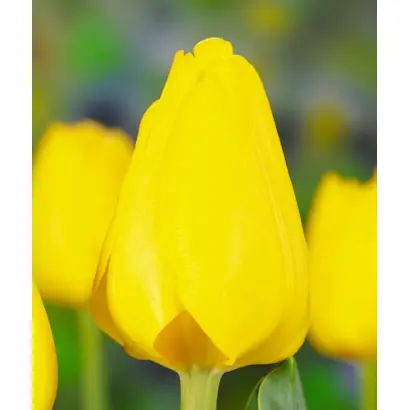 Skyline / Скьлинэ