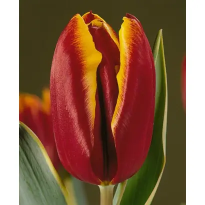 Slim Whitman / Слим Whитман