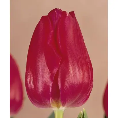 Smiling Face / Смилинг Фацэ