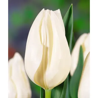 Snow Lady / Сноw Ладь