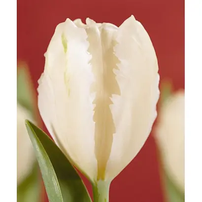 Snow Parrot / Сноw Паррот