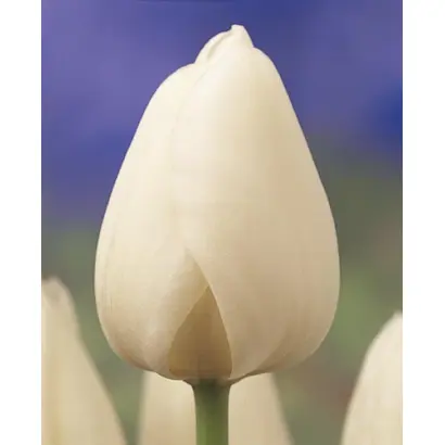 Snowflake / Сноwфлакэ