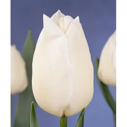 Snowstar / Сноwстар