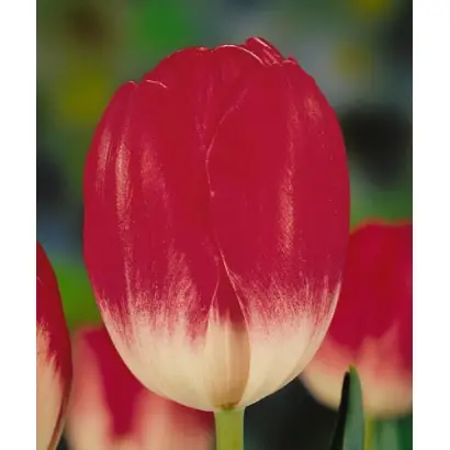 Soestdijk / Соэстдийк