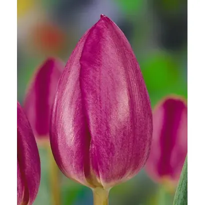 Sogetsu / Согэтсу