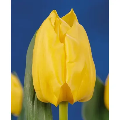 Solair / Солаир