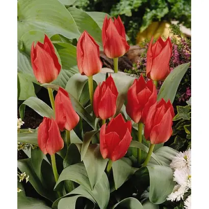 Sombrero / Сомбрэро