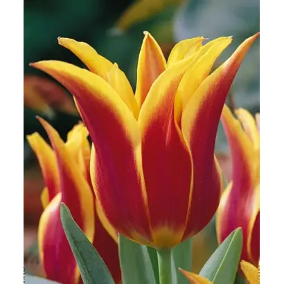 Sonnet / Соннэт