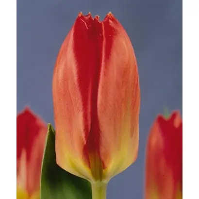 Soroptimist / Сороптимист